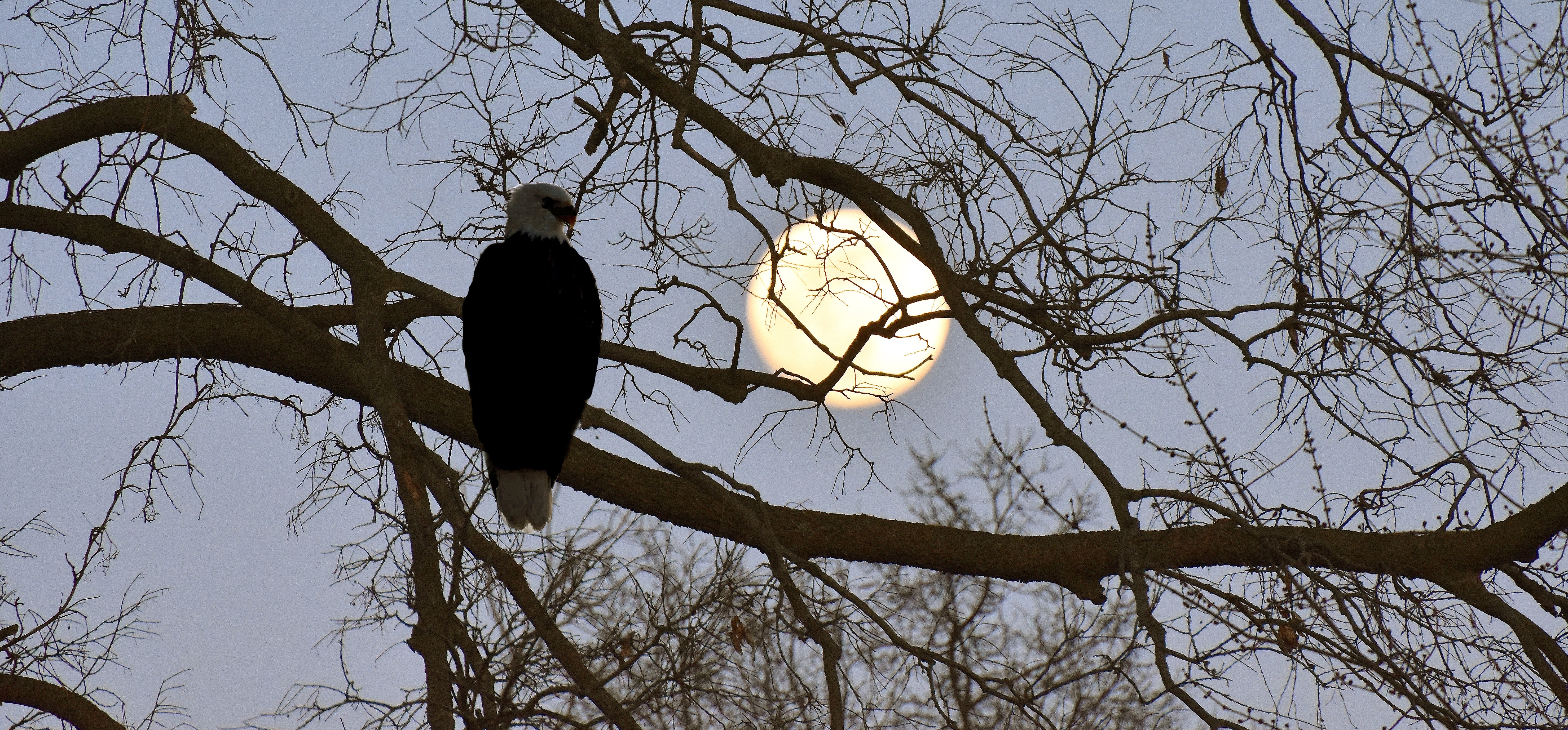 American bald eagle and the snow moon from my back yard. | made w/ Imgflip meme maker