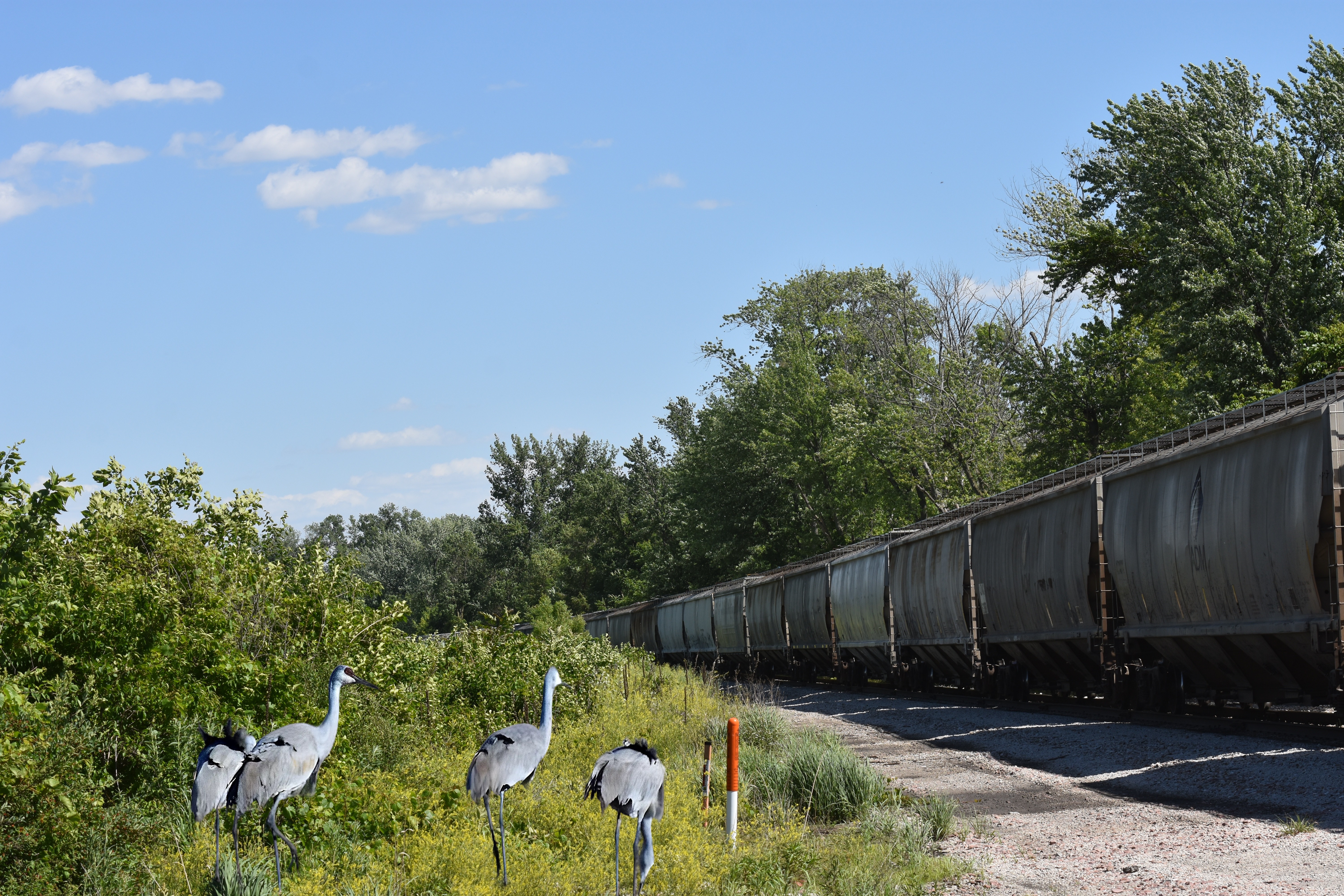 sand hill cranes and train cars | made w/ Imgflip meme maker
