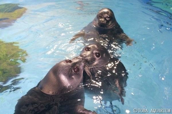 Homophone seal Blank Meme Template