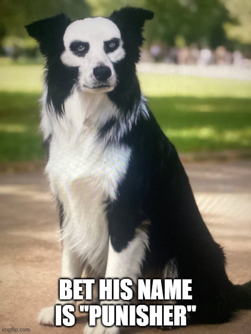 Scary Dog | BET HIS NAME IS "PUNISHER" | image tagged in dogs | made w/ Imgflip meme maker