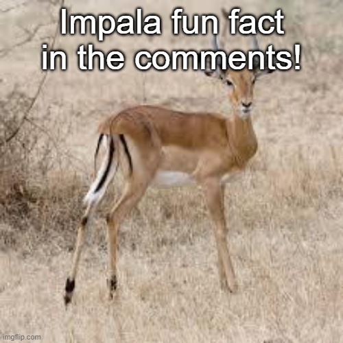 U need money impala | Impala fun fact in the comments! | image tagged in u need money impala | made w/ Imgflip meme maker