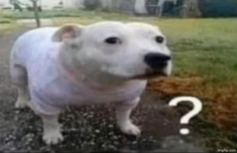 Confused dog | image tagged in confused dog | made w/ Imgflip meme maker