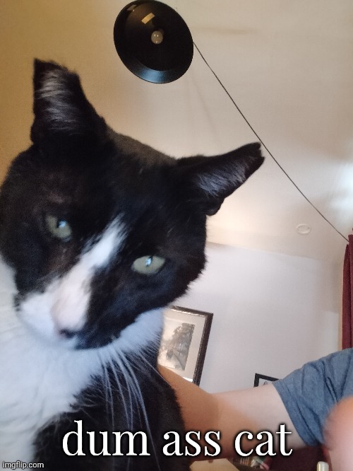 dum ass cat | made w/ Imgflip meme maker