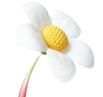 Pikmin flower Meme Template