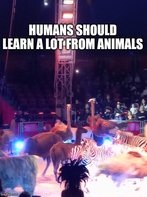 HUMANS SHOULD LEARN A LOT FROM ANIMALS | made w/ Imgflip meme maker