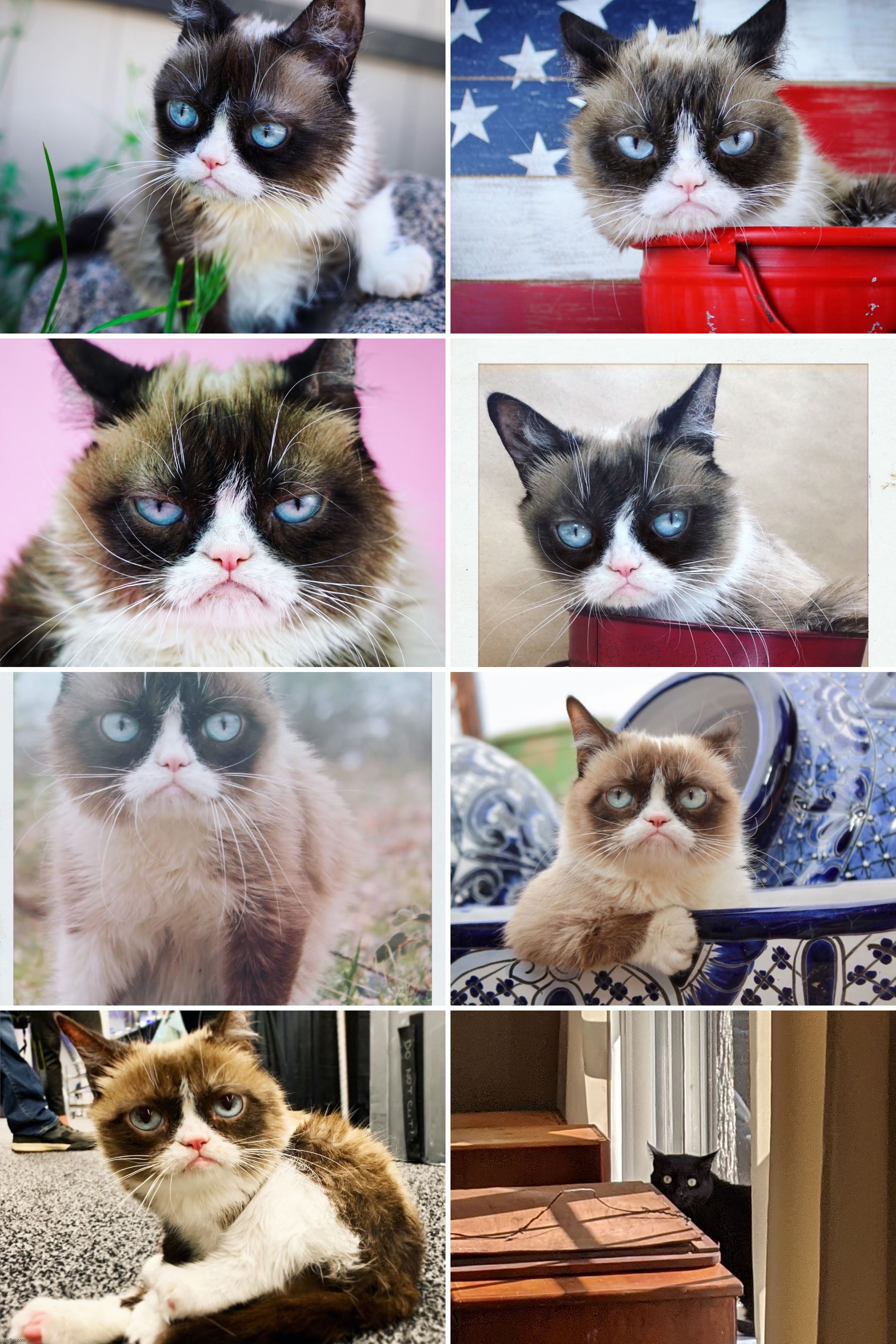 When Google makes me a cat collage and it's 87.5% Grumpy Cat | image tagged in grumpy cat,google | made w/ Imgflip meme maker