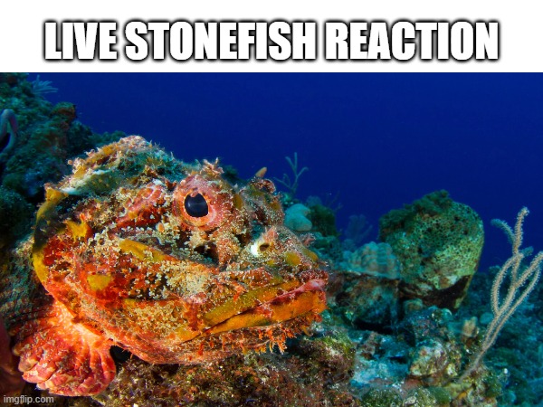 Live Stonefish Reaction | LIVE STONEFISH REACTION | image tagged in reaction | made w/ Imgflip meme maker