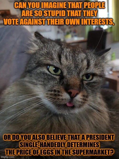 This #lolcat wonders why hoo-mens are so incredibly stupid | CAN YOU IMAGINE THAT PEOPLE ARE SO STUPID THAT THEY VOTE AGAINST THEIR OWN INTERESTS, OR DO YOU ALSO BELIEVE THAT A PRESIDENT 
SINGLE-HANDEDLY DETERMINES THE PRICE OF EGGS IN THE SUPERMARKET? | image tagged in stupid people,lolcat | made w/ Imgflip meme maker