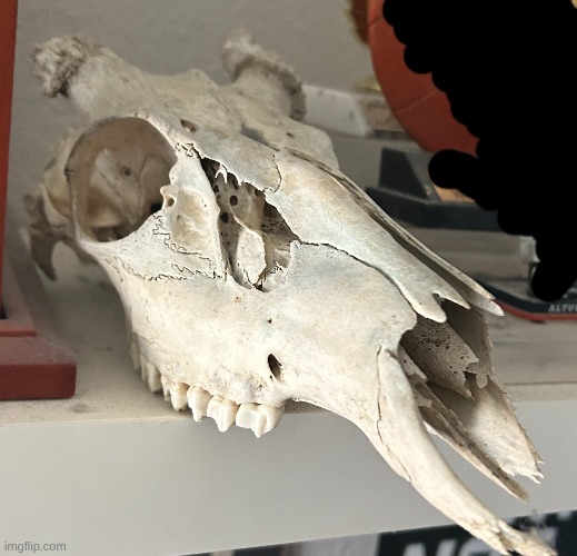 I neeeeeed it | made w/ Imgflip meme maker