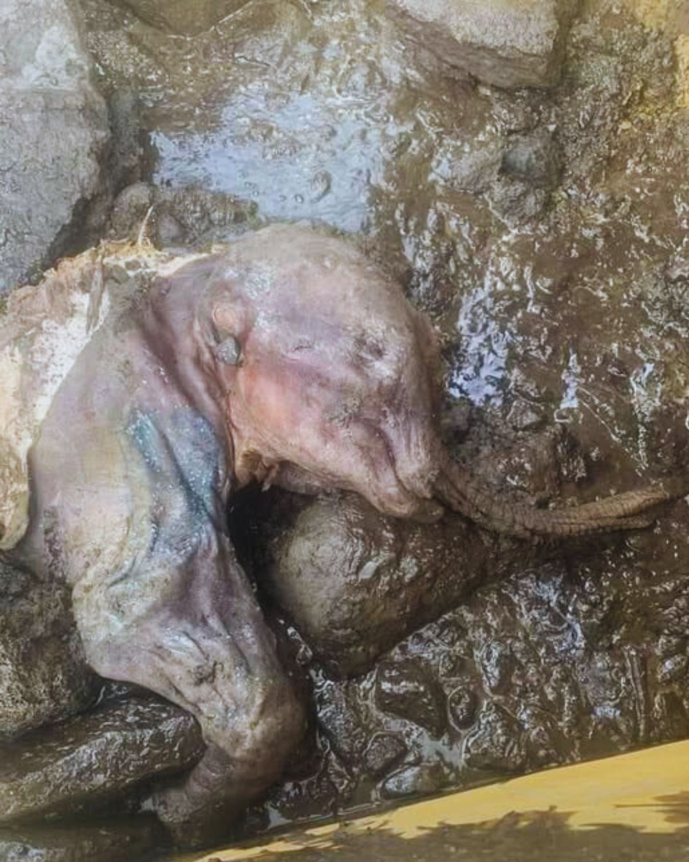 High Quality Baby unicorn Blank Meme Template