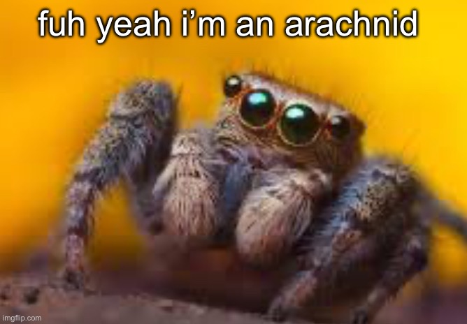 spider | fuh yeah i’m an arachnid | image tagged in spider | made w/ Imgflip meme maker