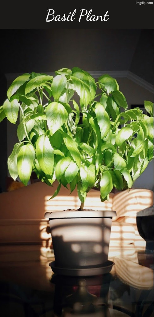 i love this photo its beautiful | Basil Plant | made w/ Imgflip meme maker
