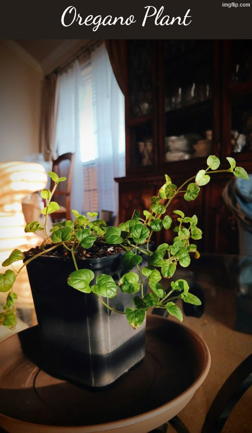 Oregano Plant | made w/ Imgflip meme maker