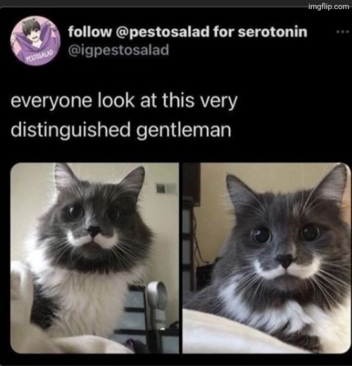 Gentleman cat | image tagged in business cat | made w/ Imgflip meme maker