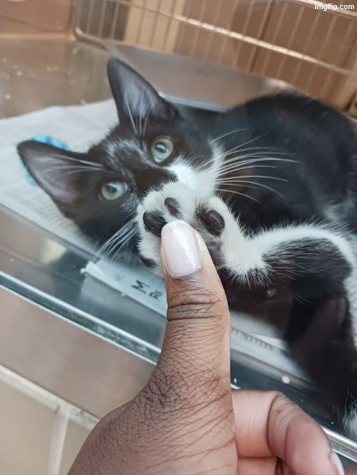 sweet baby kept trying to touch my hand through the glass | made w/ Imgflip meme maker