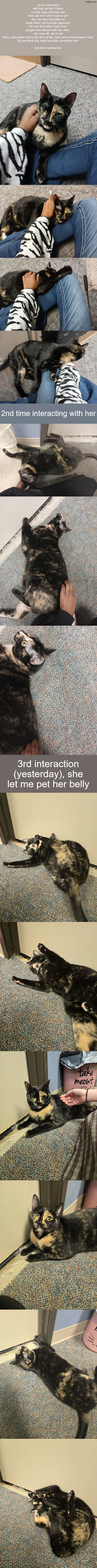 usually if she sees you walking towards her she skitters away | so i've interacted with this cat like 3 times in total, how y'all think she feels abt me? she's curious yet shy, she does this little run away when most people approach her and from what i hear from people who interact with her often, she runs off, sits in cat trees, and camps out by the door of the room where they prepare food.
Do you think she might possibly remember me?
 
first time meeting her; 2nd time interacting with her; 3rd interaction (yesterday), she let me pet her belly | made w/ Imgflip meme maker