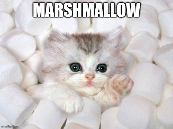 Marshmallow Cat | MARSHMALLOW | image tagged in marshmallow cat | made w/ Imgflip meme maker