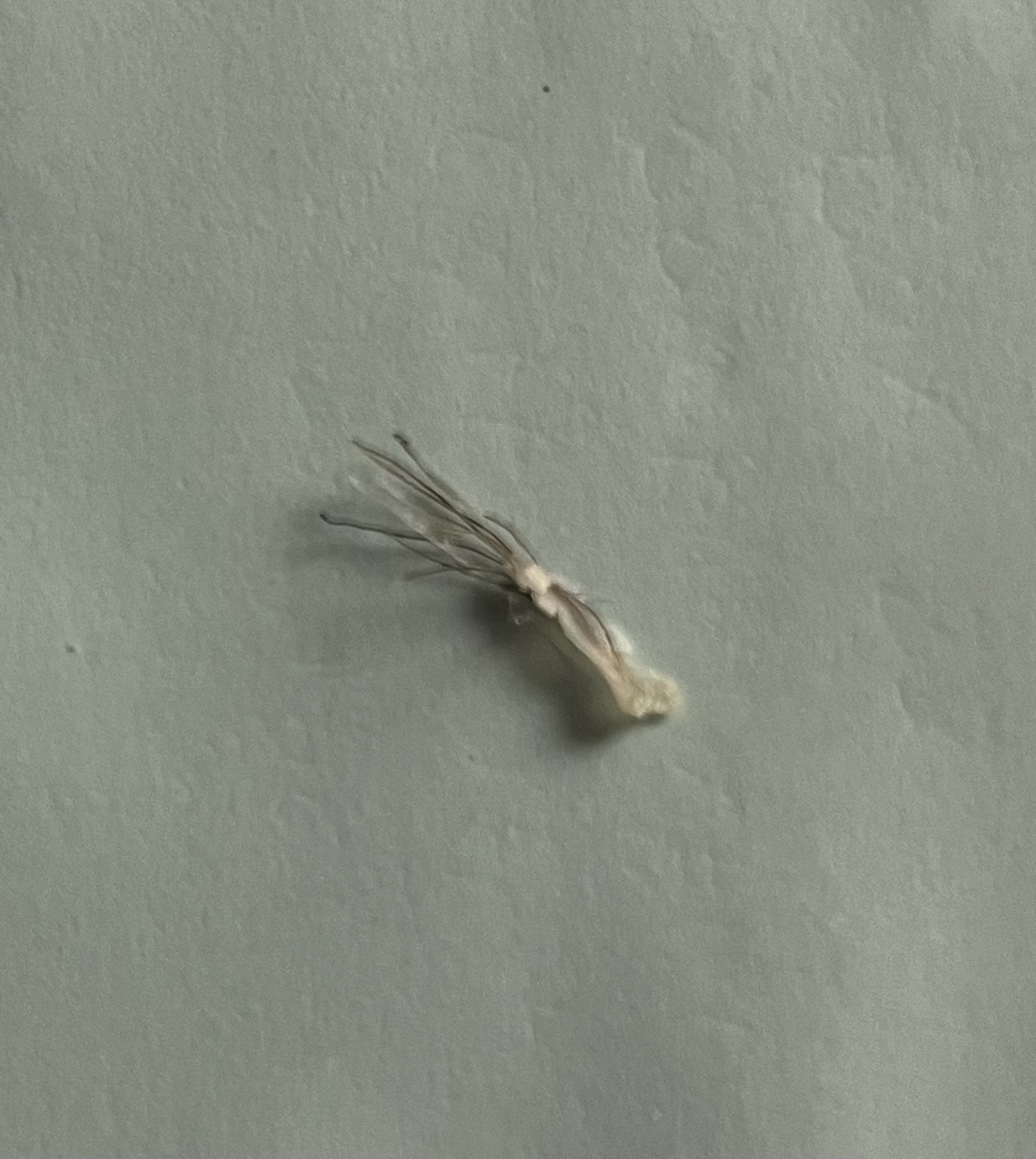 High Quality Booger Blank Meme Template