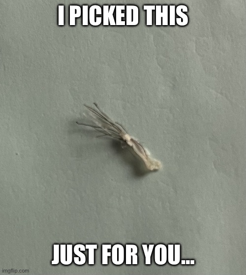 Booger | I PICKED THIS; JUST FOR YOU… | image tagged in booger | made w/ Imgflip meme maker