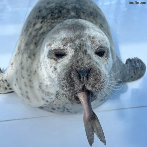 fat blunt | made w/ Imgflip meme maker