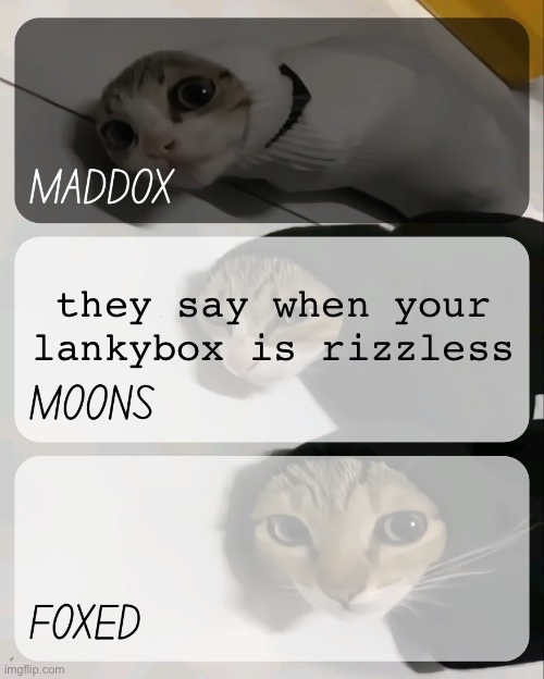also happy birthday | they say when your lankybox is rizzless | image tagged in maddox moons n foxed kitty temp | made w/ Imgflip meme maker