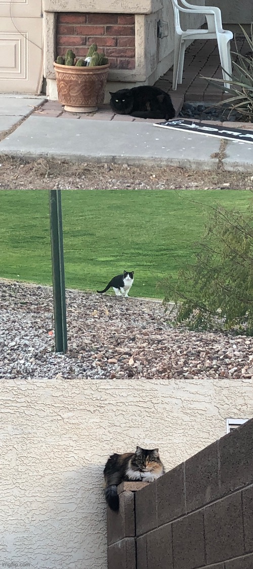 cats that live outside my house | made w/ Imgflip meme maker