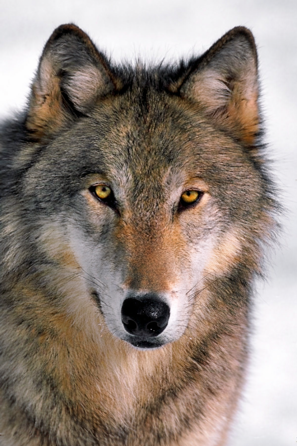 Chrisjoines1 Blank Meme Template