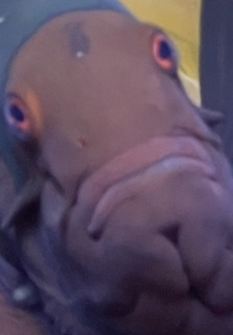 what about it (clownfish) Blank Meme Template