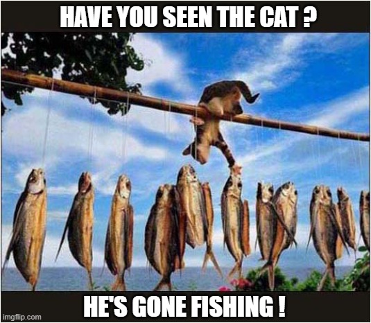 When Opportunity Knocks ... | HAVE YOU SEEN THE CAT ? HE'S GONE FISHING ! | image tagged in cats,opportunity,fishing | made w/ Imgflip meme maker