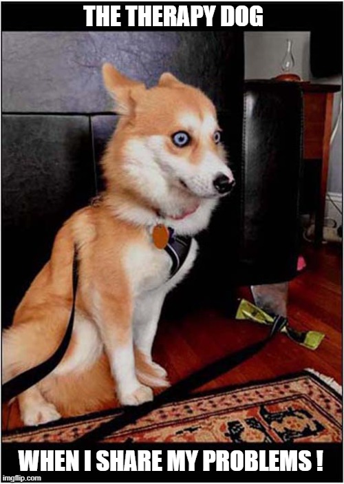 That Look Says It All ! | THE THERAPY DOG; WHEN I SHARE MY PROBLEMS ! | image tagged in dogs,that look,therapy,problems | made w/ Imgflip meme maker