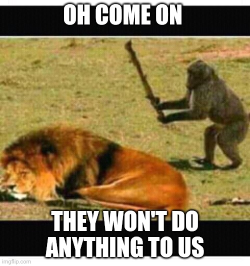 Monkey with stick hitting lion | OH COME ON; THEY WON'T DO ANYTHING TO US | image tagged in monkey with stick hitting lion | made w/ Imgflip meme maker