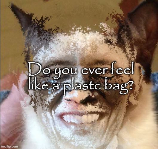 Cat obama | Do you ever feel like a plastc bag? | image tagged in cat obama | made w/ Imgflip meme maker