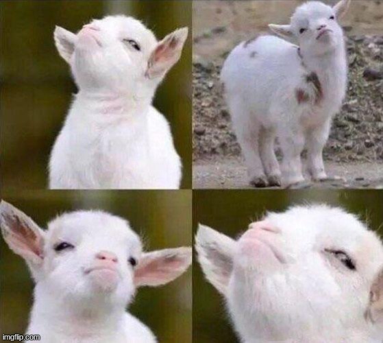 Smug Goat | image tagged in smug goat | made w/ Imgflip meme maker
