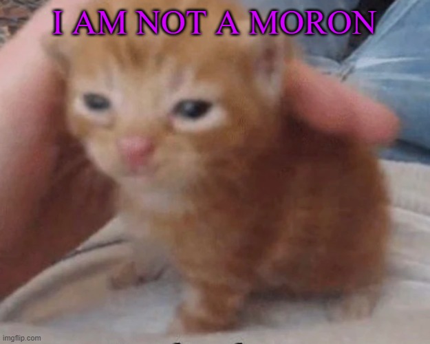 Herbert | I AM NOT A MORON | image tagged in herbert | made w/ Imgflip meme maker