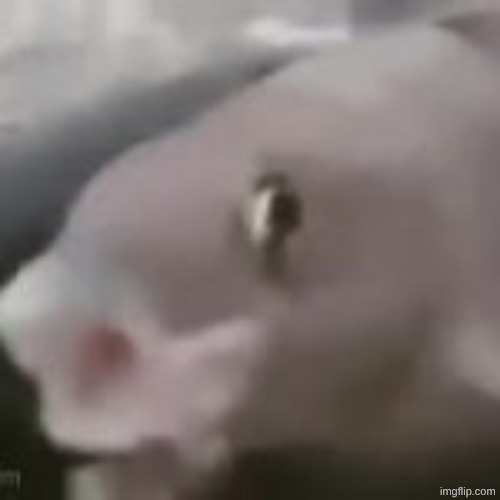 fih | image tagged in fih | made w/ Imgflip meme maker