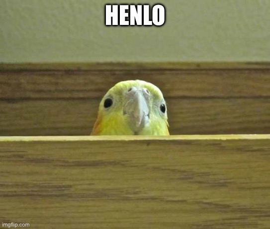 The Birb | HENLO | image tagged in the birb | made w/ Imgflip meme maker