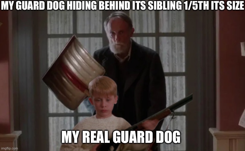 Every time | MY GUARD DOG HIDING BEHIND ITS SIBLING 1/5TH ITS SIZE; MY REAL GUARD DOG | image tagged in shovel guy | made w/ Imgflip meme maker