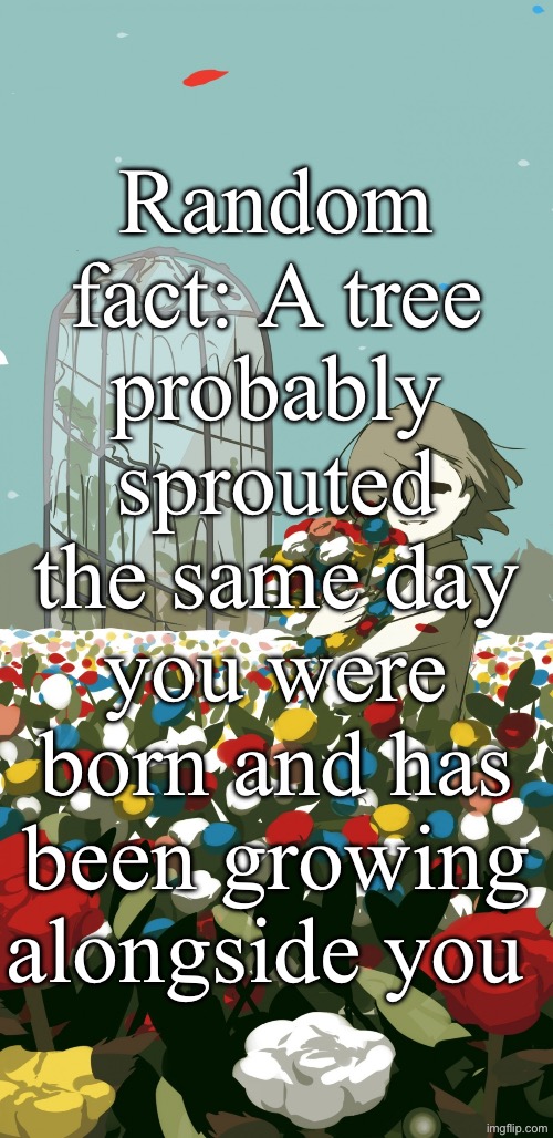 No, this is not pochita | Random fact: A tree probably sprouted the same day you were born and has been growing alongside you | image tagged in avogado6 | made w/ Imgflip meme maker