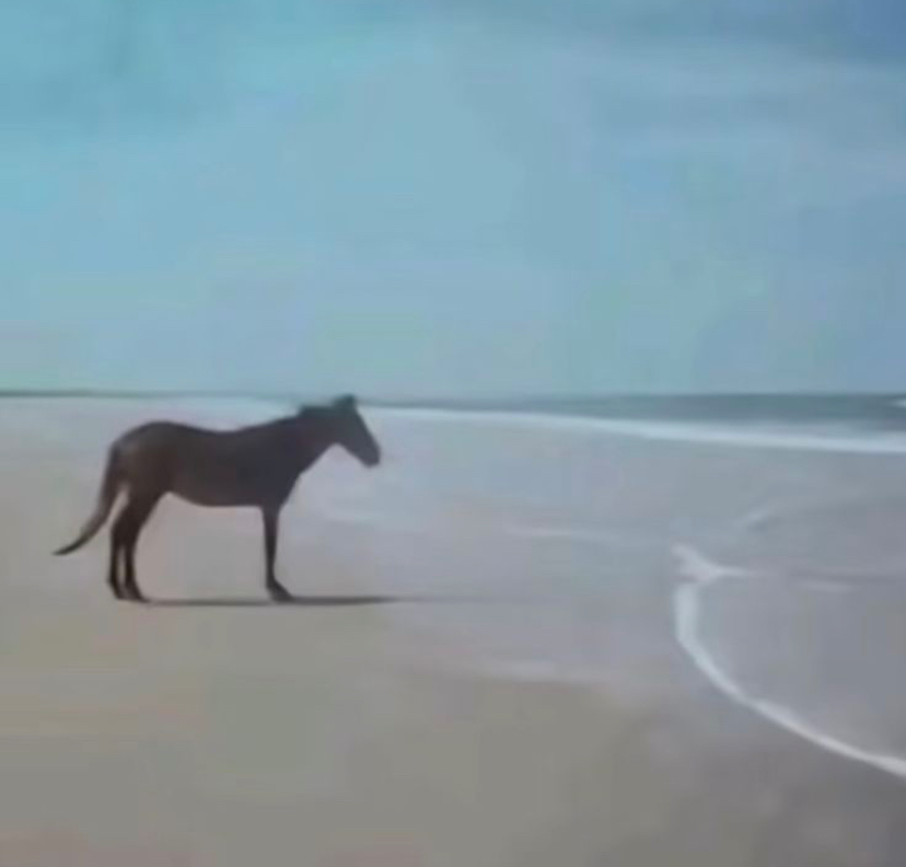 “Man” horse Blank Meme Template