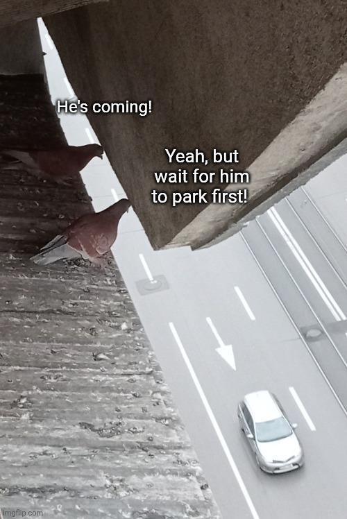 He's coming! Yeah, but wait for him to park first! | image tagged in pigeons,is this a pigeon,car,soon | made w/ Imgflip meme maker