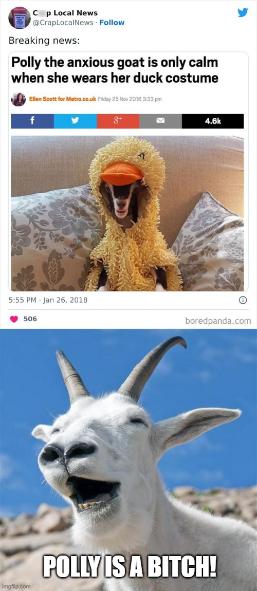 Anxious Goat | POLLY IS A BITCH! | image tagged in memes,laughing goat | made w/ Imgflip meme maker