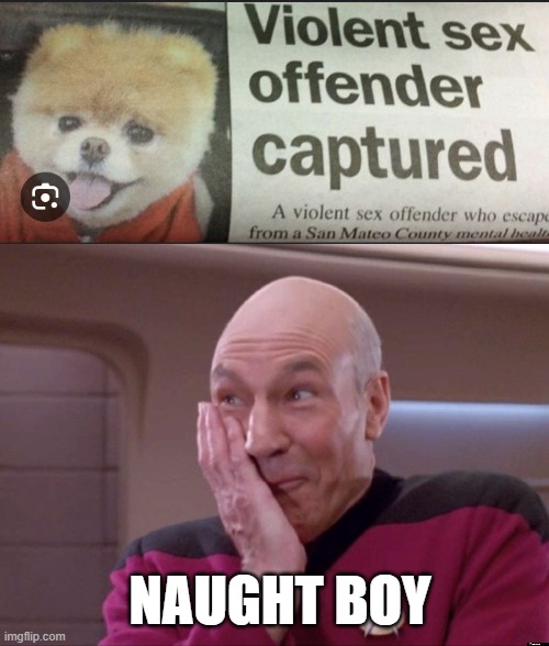 Dog Offender | NAUGHT BOY | image tagged in naughty picard | made w/ Imgflip meme maker