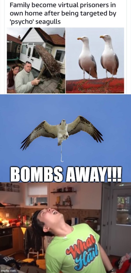 Pyscho Seagulls | BOMBS AWAY!!! | image tagged in bird poop | made w/ Imgflip meme maker