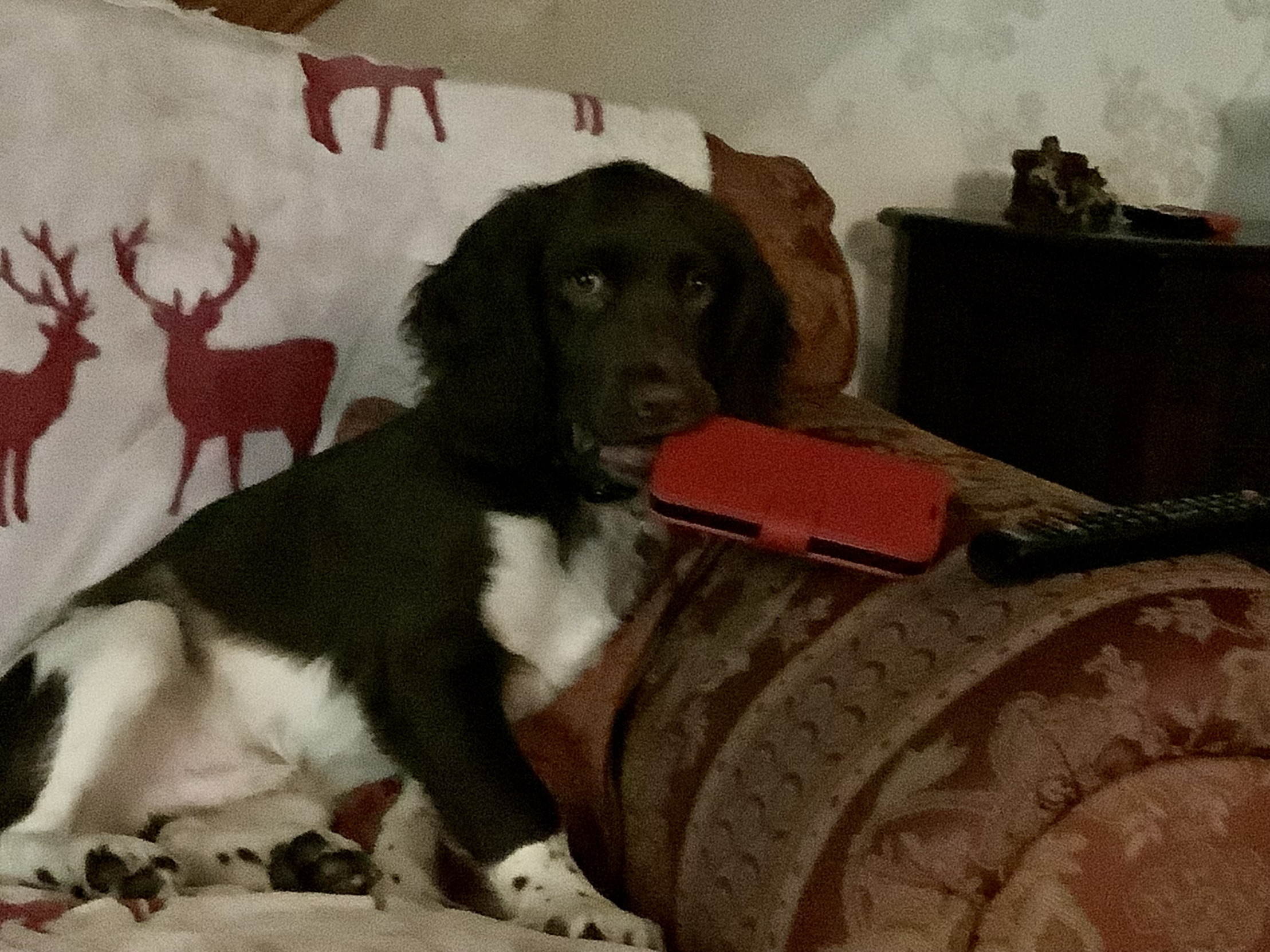 Bite me Siri Blank Meme Template