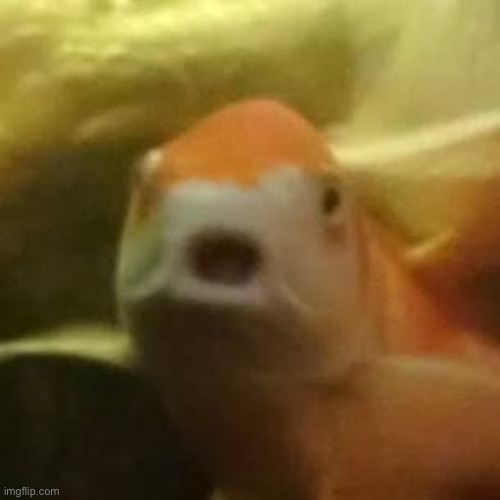 Unreasonably Offended Goldfish | image tagged in unreasonably offended goldfish | made w/ Imgflip meme maker