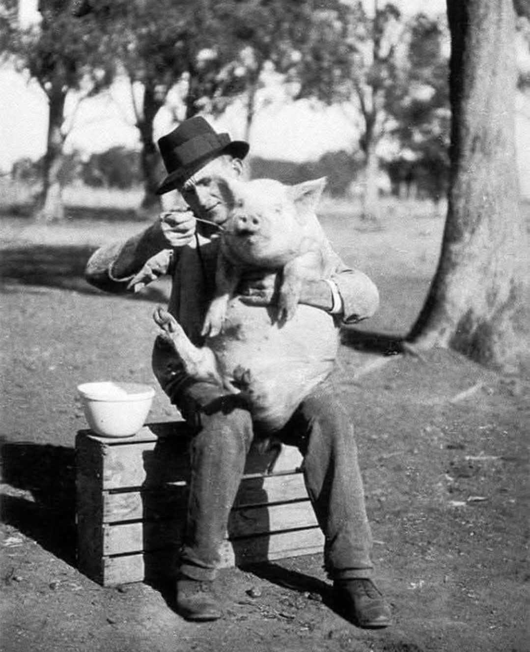 Pig Feeding Blank Meme Template