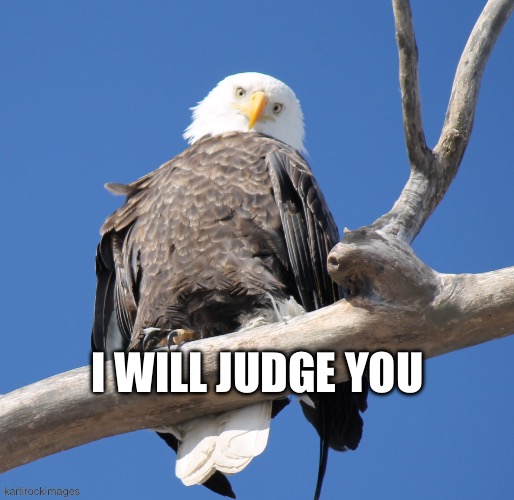 I will judge you | I WILL JUDGE YOU | image tagged in bald eagle,patriotic eagle,judging you | made w/ Imgflip meme maker