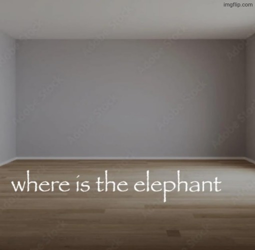 where is the elephant | image tagged in where is the elephant | made w/ Imgflip meme maker