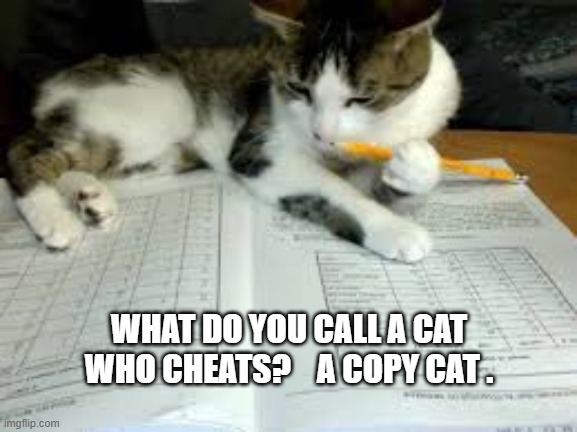 What do you call that cheats on school work?           --  funny -- | WHAT DO YOU CALL A CAT WHO CHEATS?    A COPY CAT . | image tagged in cat,kitten,funny,humor,school,cheater | made w/ Imgflip meme maker
