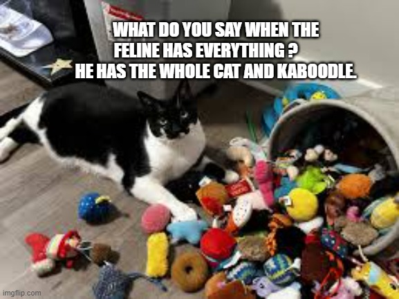 What do you say when a cat has everything?    --  funny  -- | WHAT DO YOU SAY WHEN THE FELINE HAS EVERYTHING ?       HE HAS THE WHOLE CAT AND KABOODLE. | image tagged in cat,kittens,funny,humor,toys,play on words | made w/ Imgflip meme maker